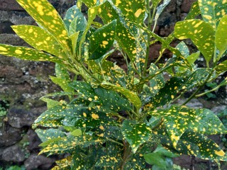 Close up Garden croton (Codiaeum variegatum) in the garden © Mang Kelin