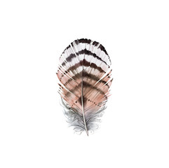 Watercolor feather. Hand painted brown wing. Boho style illustration isolated on white. Wild bird feather in Rustic bright colors for bouquets, cards