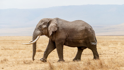 Fototapeta na wymiar solitary elephant in the Serengeti plains, Tanzania