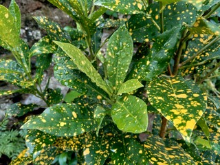 Close up Garden croton (Codiaeum variegatum) in the garden © Mang Kelin
