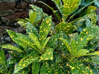 Close up Garden croton (Codiaeum variegatum) in the garden © Mang Kelin
