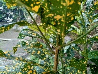 Close up Garden croton (Codiaeum variegatum) in the garden © Mang Kelin