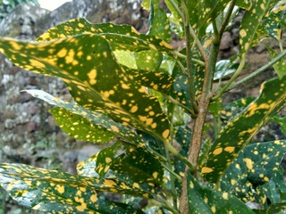Close up Garden croton (Codiaeum variegatum) in the garden © Mang Kelin