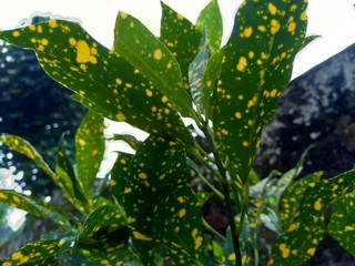 Close up Garden croton (Codiaeum variegatum) in the garden © Mang Kelin