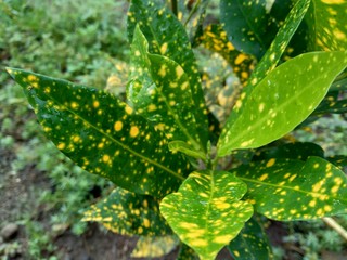 Close up Garden croton (Codiaeum variegatum) in the garden © Mang Kelin