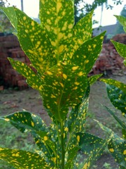 Close up Garden croton (Codiaeum variegatum) in the garden © Mang Kelin
