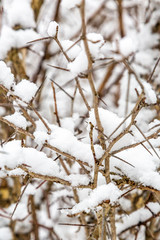 winter Thorn Bush