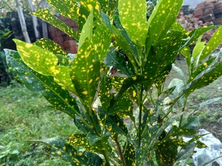 Close up Garden croton (Codiaeum variegatum) in the garden © Mang Kelin