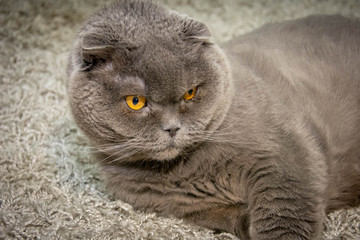  grey cat
