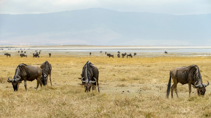 view of blue wildebeest grazing in the savannah, Tanzania