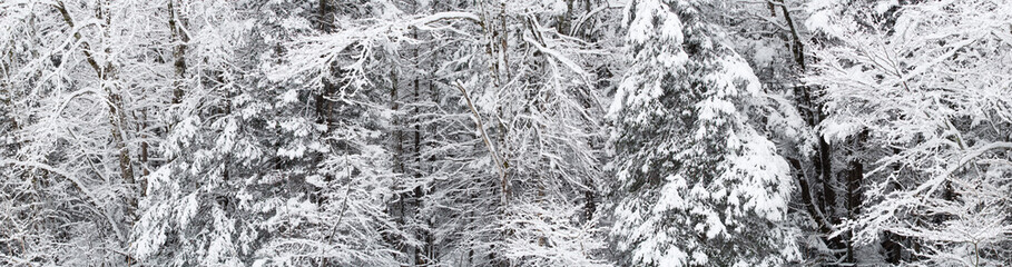 Thick and heavy snow on trees. Wide format image.