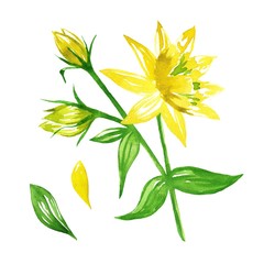 YELLOW WATERCOLOR FLOWER WITH GREEN LEAVES AND BUDS