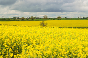 Beautiful spring rural landscape with blooming yellow rapsseed field and cloudly sky. Horizon line