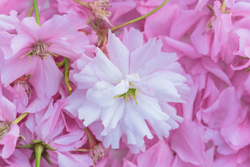 Fototapeta na wymiar Pink sakura or cherry blossom close up, selective focus