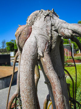 A plant that looks like headless human torso with long arms and legs
