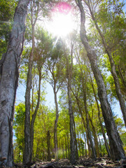 Penetrating bright sunlight through the garden flora in hot summer day in Australia