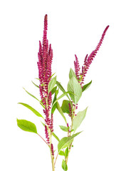 Amaranth plant isolated on white background