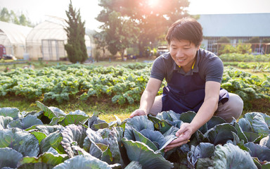 Portrait of happy owner asian man working and gardening cabbage farm, nursery worker planting in...