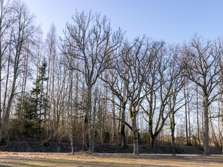 naked oak silhouette