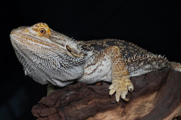 Close-up of a beautiful Lizard Agame Reptile standing on a wood log,night photography