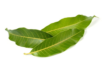 Mango green leaves nature on white background © apimook