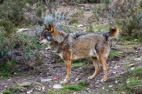 Canis lupus signatus. Macho alfa. Lobo ibérico de perfil. Sanabria, Zamora, España.