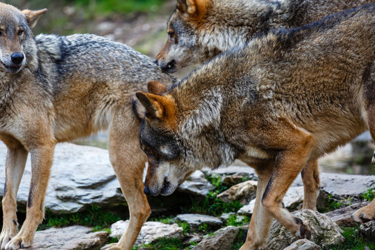 Primer plano de macho alfa de lobo ibérico y otros. Canis lupus signatus. Sanabria, Zamora, España.