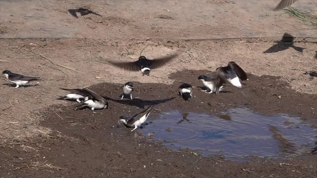 Mehlschwalben (Delichon urbicum) sammeln Baumaterial