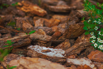 Mulched flowerbed close-up pieces of bright brown pine bark