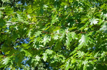 Green leaves of Holly oak (lat. Quercus rubra) on the branches