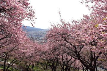 河津桜と菜の花の風景