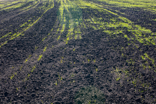 Shoots of winter wheat crops. Rare crops are the result of long-term drought.