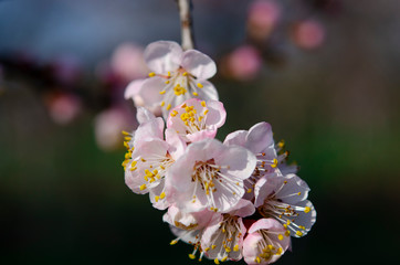 Pink apricot flowers on a thin branch in the spring garden