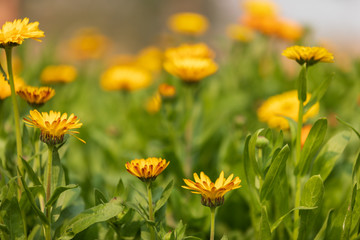 Calendula flower in full bloom with nice bokeh in background