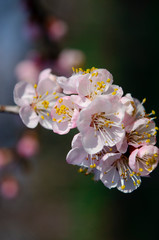 Pink apricot flowers on a thin branch in the spring garden