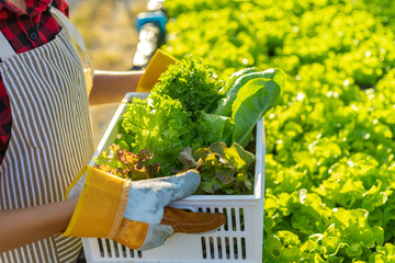 farmer ware agricultural gloves keep vegetable at hydroponic farm and observing growth vegetable...