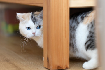 BKH blue eyes Odd eyed Altay Rassekatze Kitten