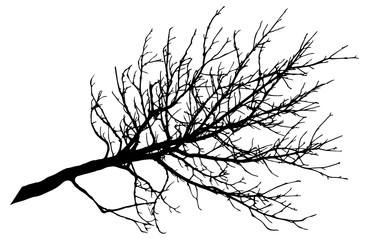 Beautiful big bare branch of tree, silhouette. Vector illustration.