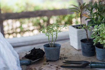 Make a small garden in house, Small plants in pot, Close-up.