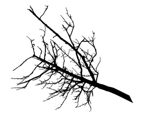 Silhouette of branch tree without leaves, isolated on white background. Vector illustration.
