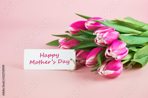 Pink Tulip flower on pink background with copy space for text. Love and Mother day concept