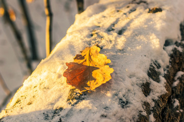 yellow leaf on rock
