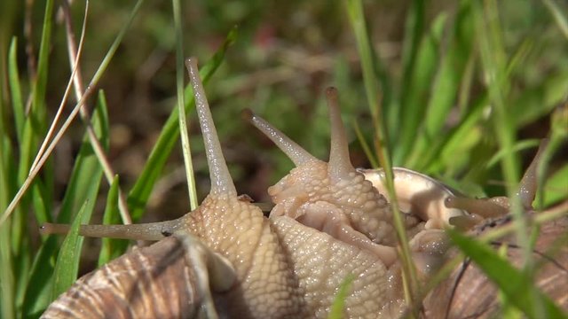 Weinbergschnecken (Helix pomatia) bei der Kopulation