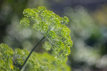 A bright green fresh dill flower