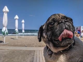 portrait of a cute pug on a walk