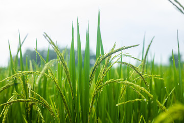 Agriculture green rice field under blue sky at contryside. farm, growth and agriculture concept.