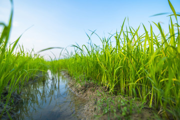 Agriculture green rice field under blue sky and mountain back at contryside. farm, growth and agriculture concept.