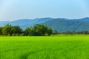 Fototapeta na wymiar Agriculture green rice field under blue sky and mountain back at contryside. farm, growth and agriculture concept.