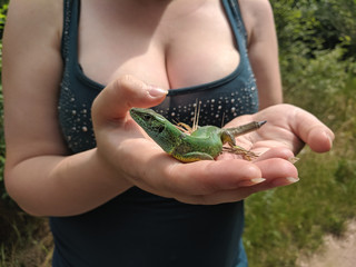  hand green lizard in the hands