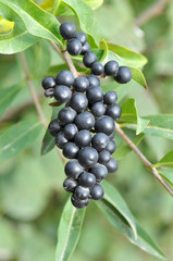 Berries are ripe on ordinary privet (ligustrum vulgare).